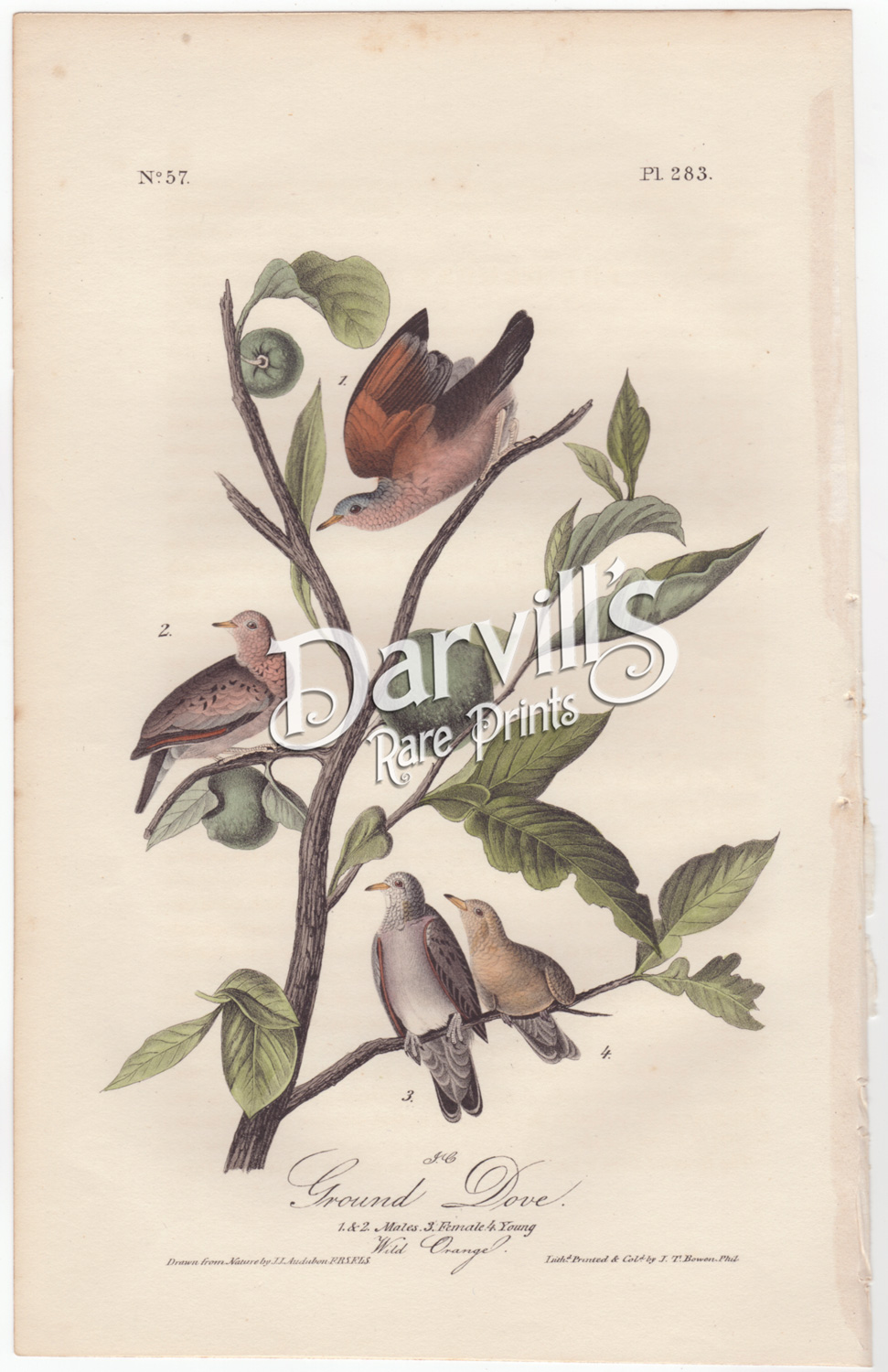 Ground Dove plate 283